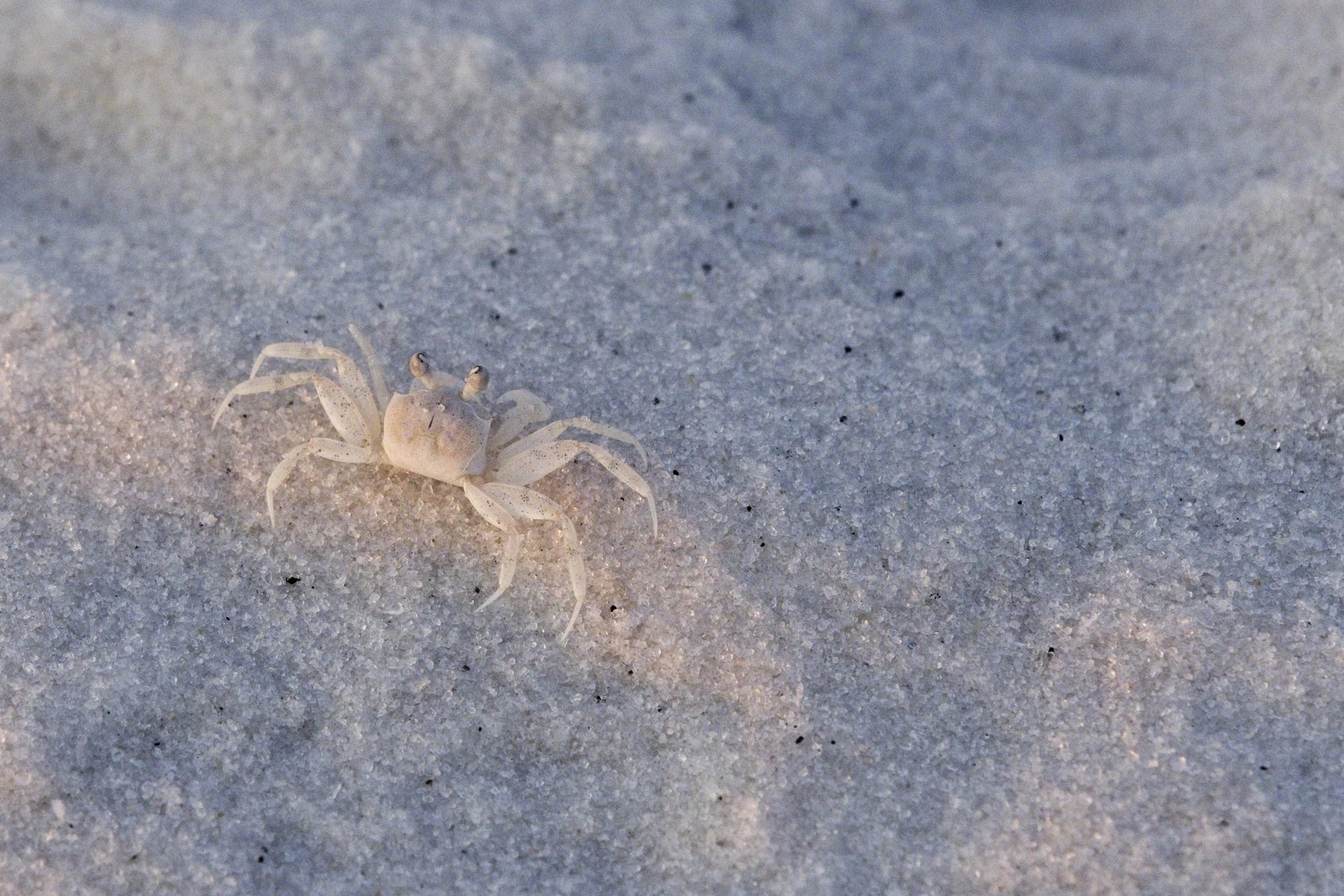 A tiny ghost crab, nearly translucent and the same color as the white quartz sand it stands on