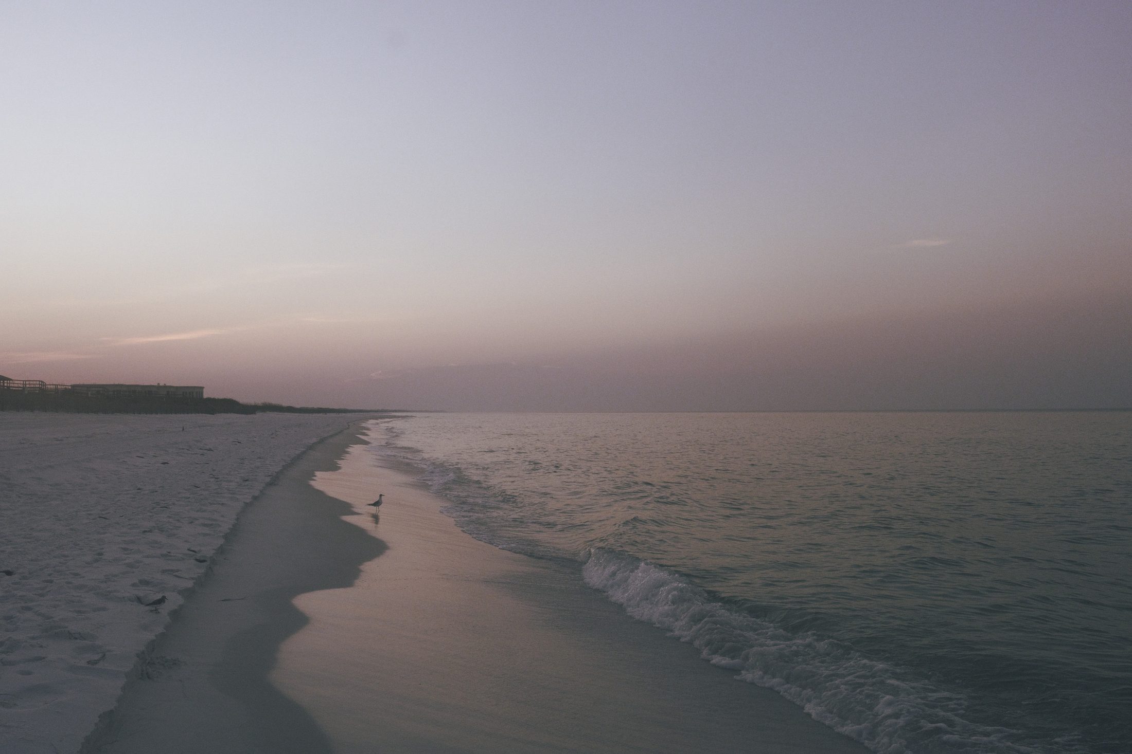Lavender and rose first light over an empty white sand beach in peak summer, one gull standing at the waterline