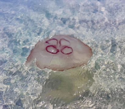 A moon jellyfish drifting in shallow, crystal-clear Gulf water over white sand