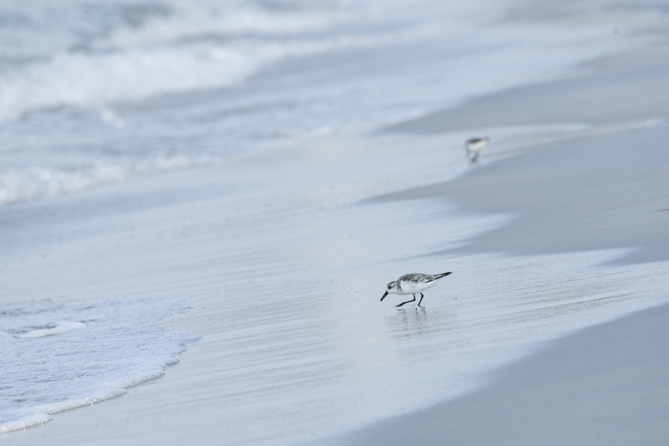 A sanderling probing the wet sand at the edge of the surf, another blurred behind it