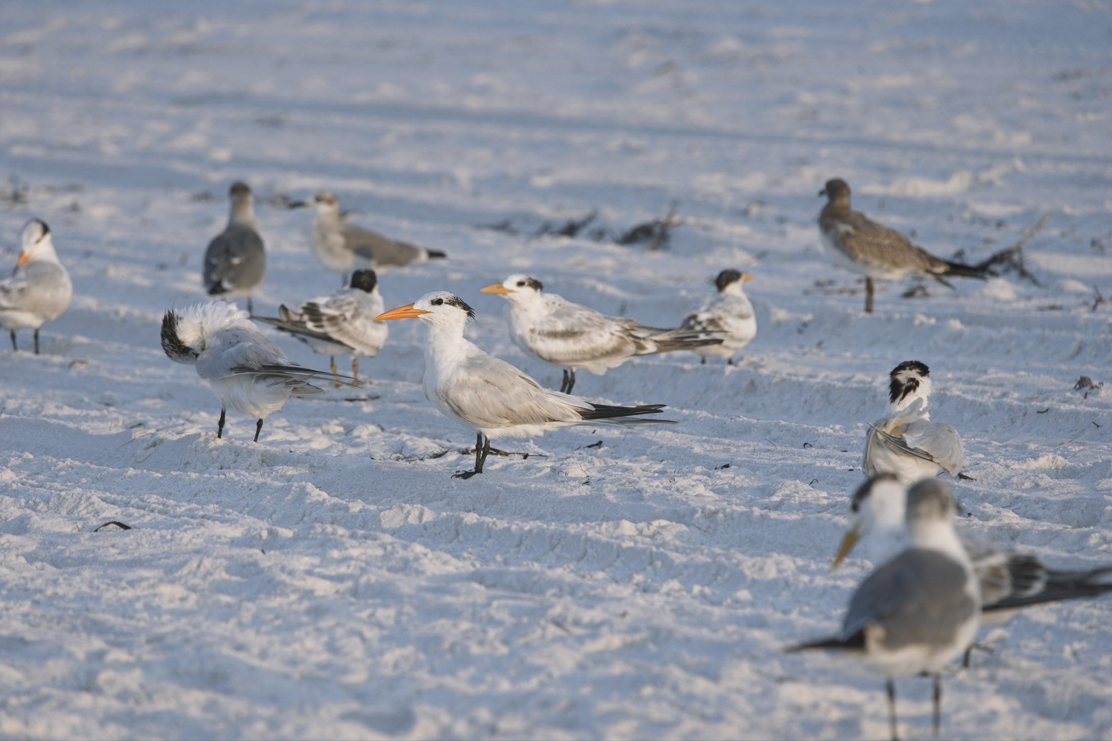 A flock of royal terns and gulls standing on brilliant white quartz sand